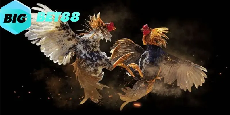 Bí quyết chơi đá gà cựa sắt hiệu quả nhất cho tân thủ 