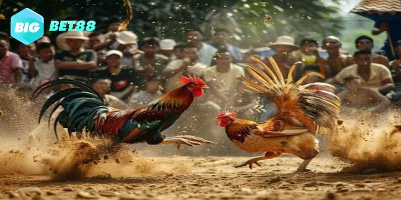 Đá gà chọi nét đặc trưng văn hóa của các nước châu Á