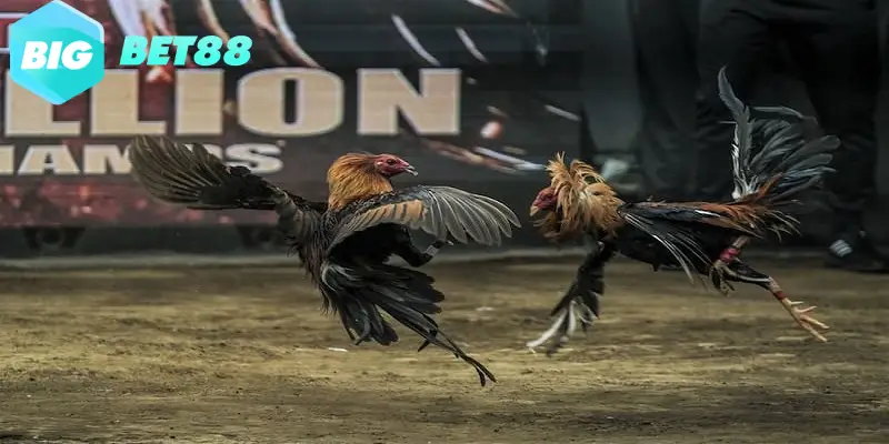Đá gà trực tuyến tại Bigbet88 được người chơi yêu thích đặt cược