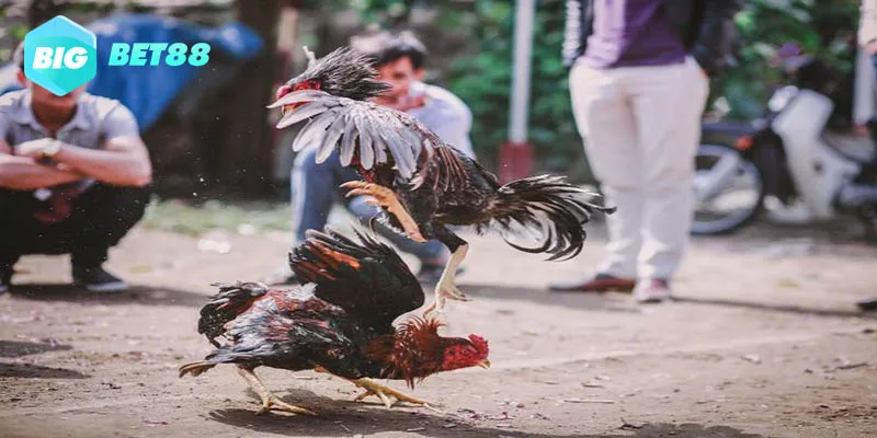 Đá gà trực tuyến tại Bigbet88 mang lại trải nghiệm mọi lúc mọi nơi