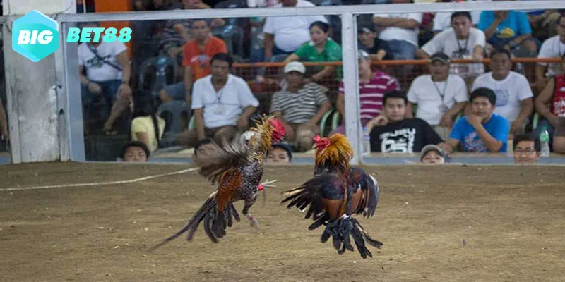Đá gà truyền thống tạo một không khi vô cùng sôi động
