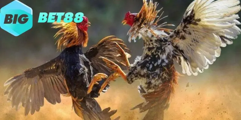 Giới thiệu đôi nét về đá gà cựa sắt tại Bigbet88 