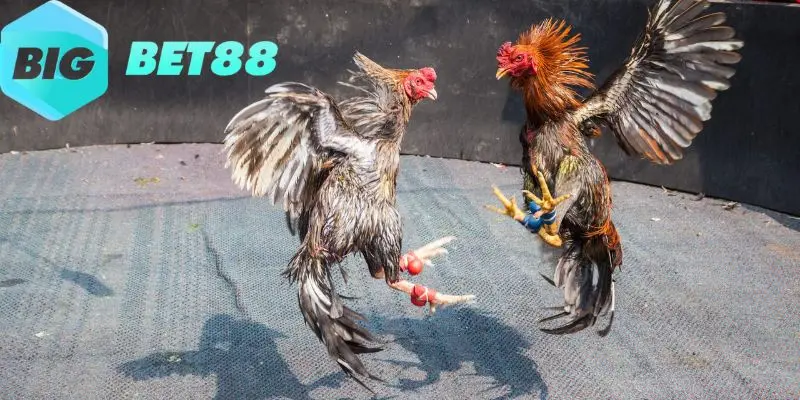 Kèo Meron là kèo cược được ưa chuộng nhất tại Bigbet88 