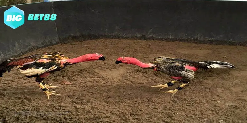 Quy trình tham gia vào sảnh đá gà trực tuyến