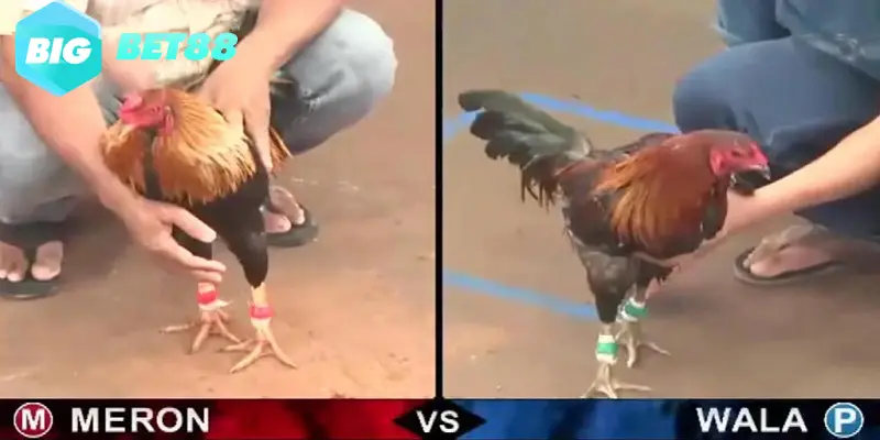 Thủ tục đặt cược chọi gà tại Bigbet88 được tối ưu